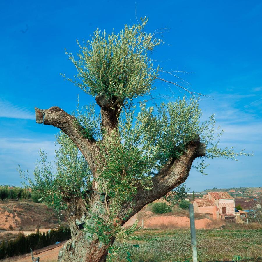 Cabezo Buñuel Calanda